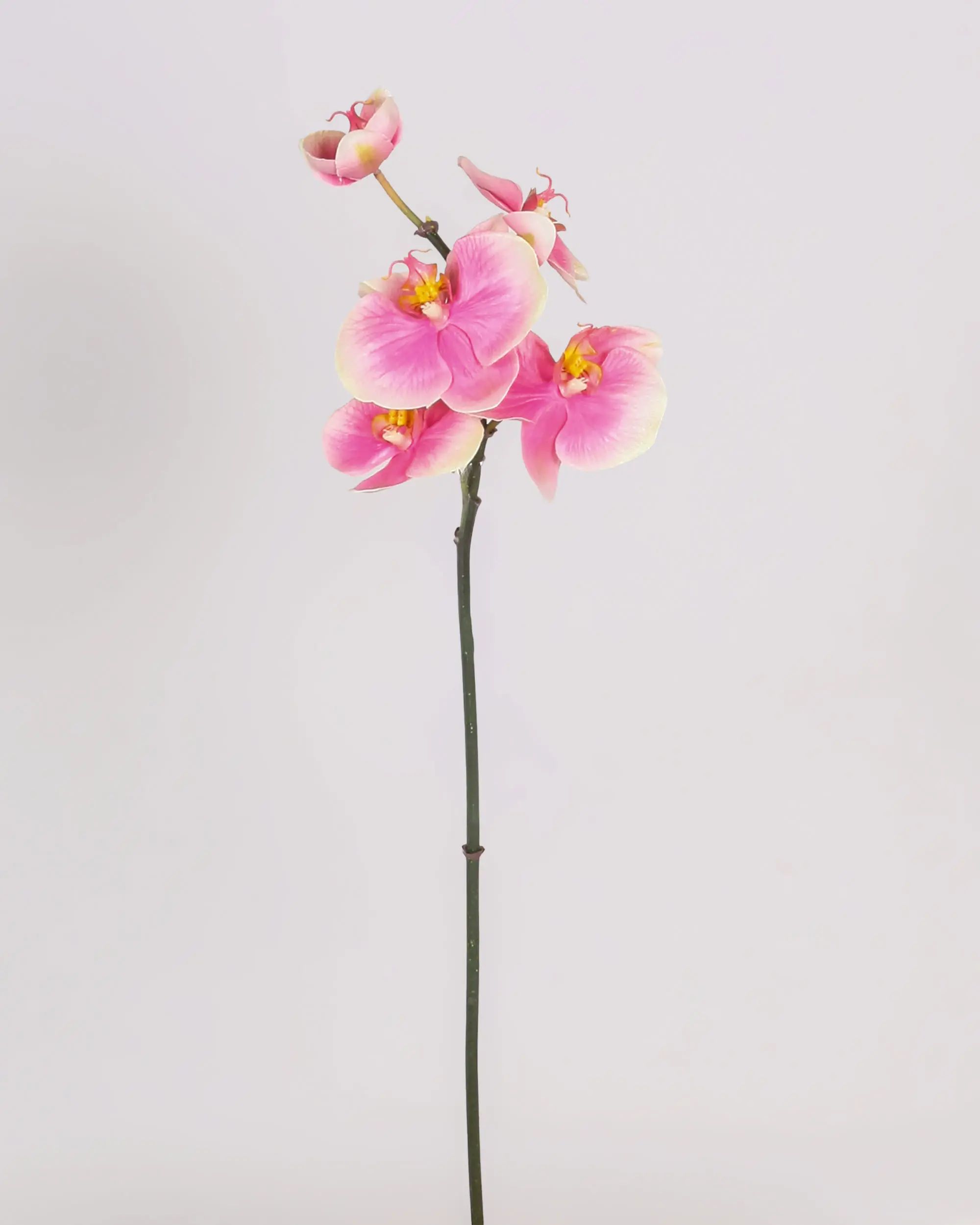 Mini Orchid