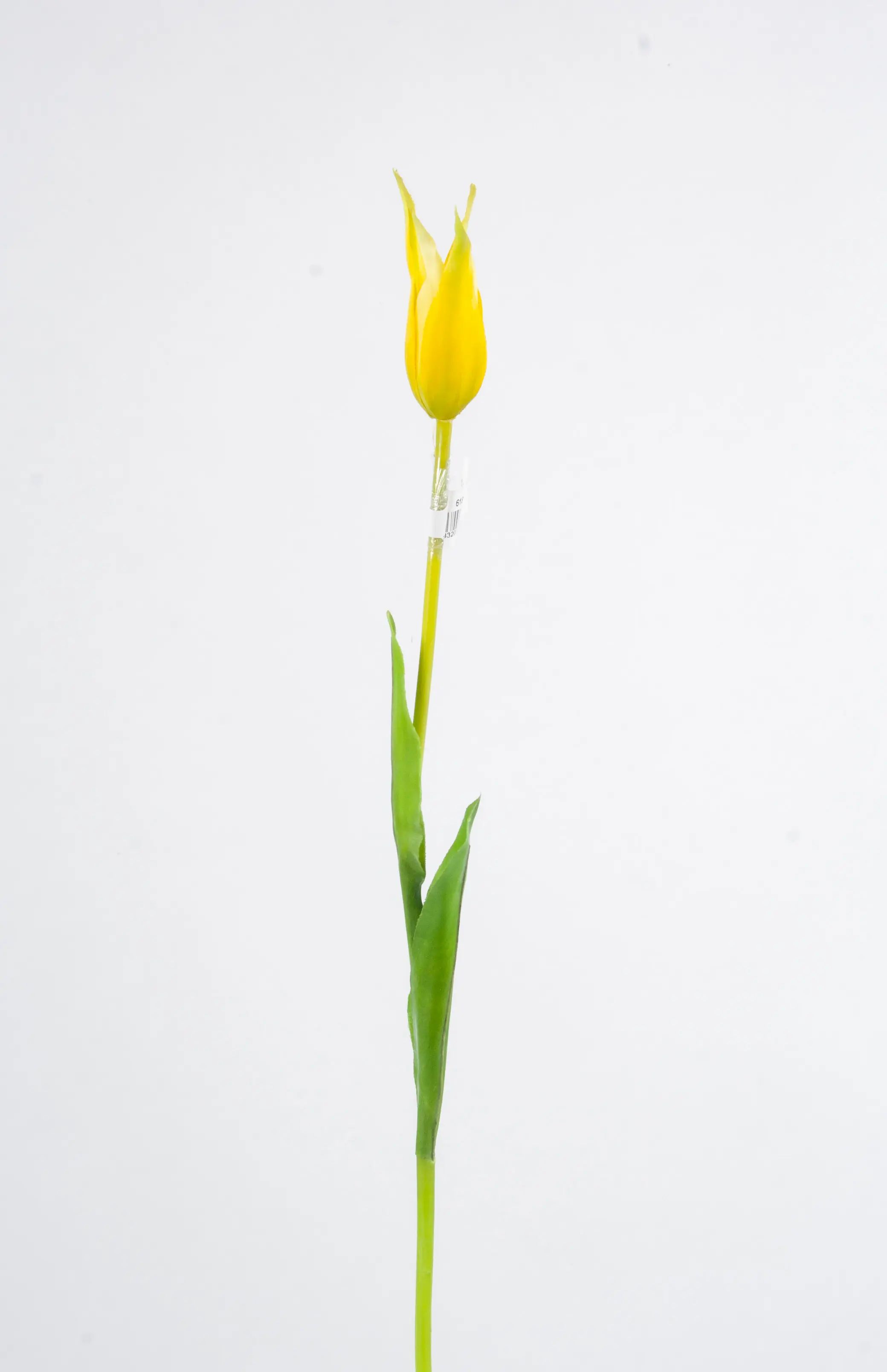 Tulip