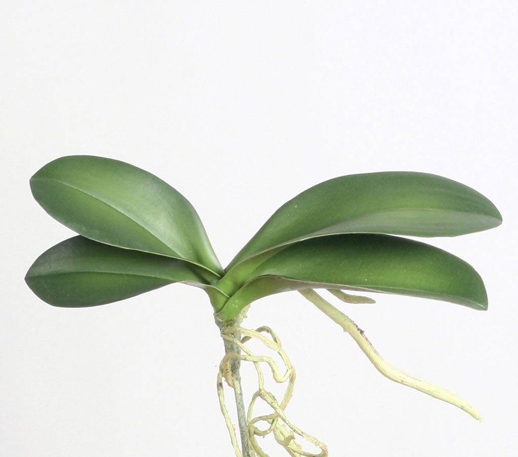orchid leaf 