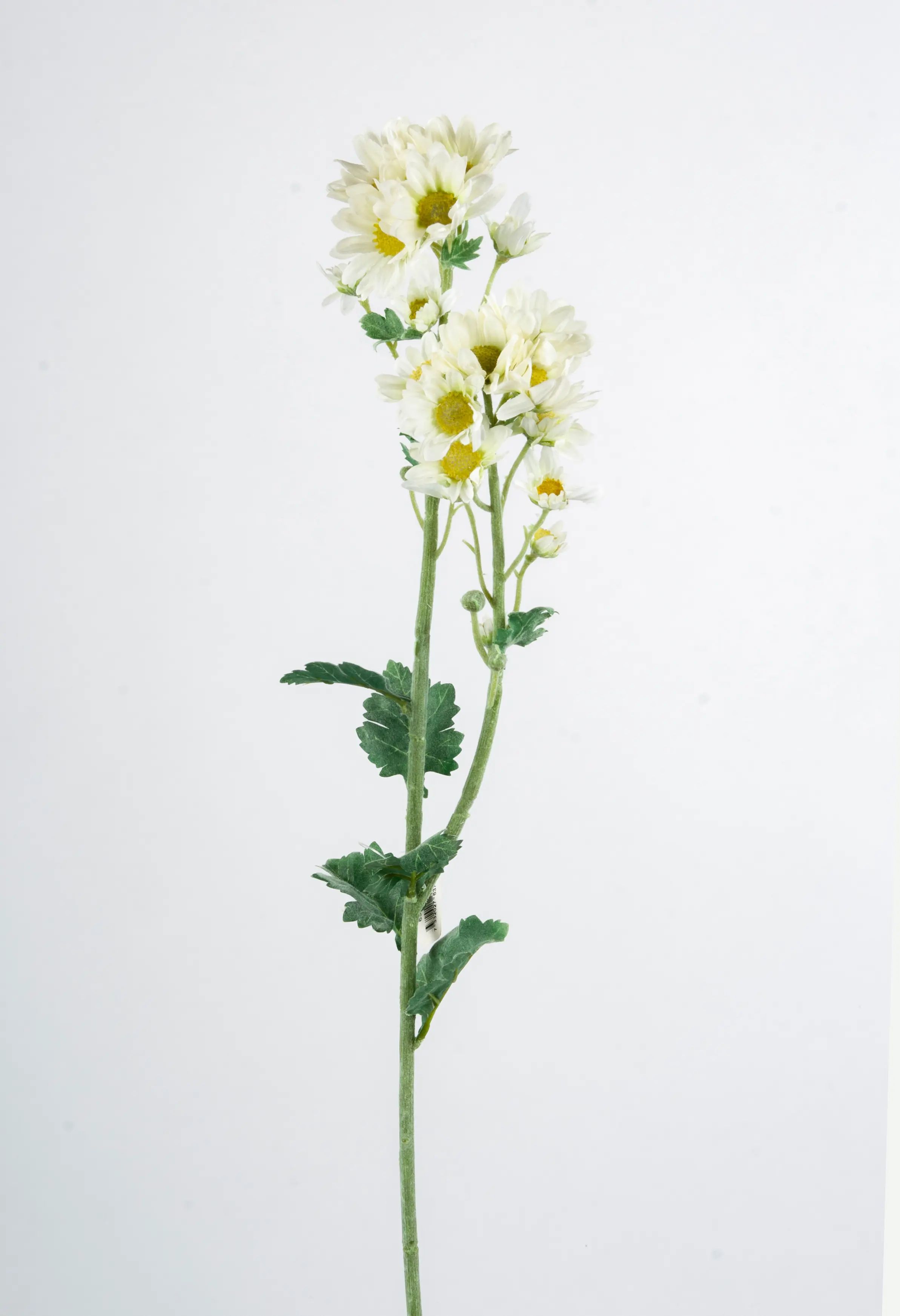 Daisy Spray
