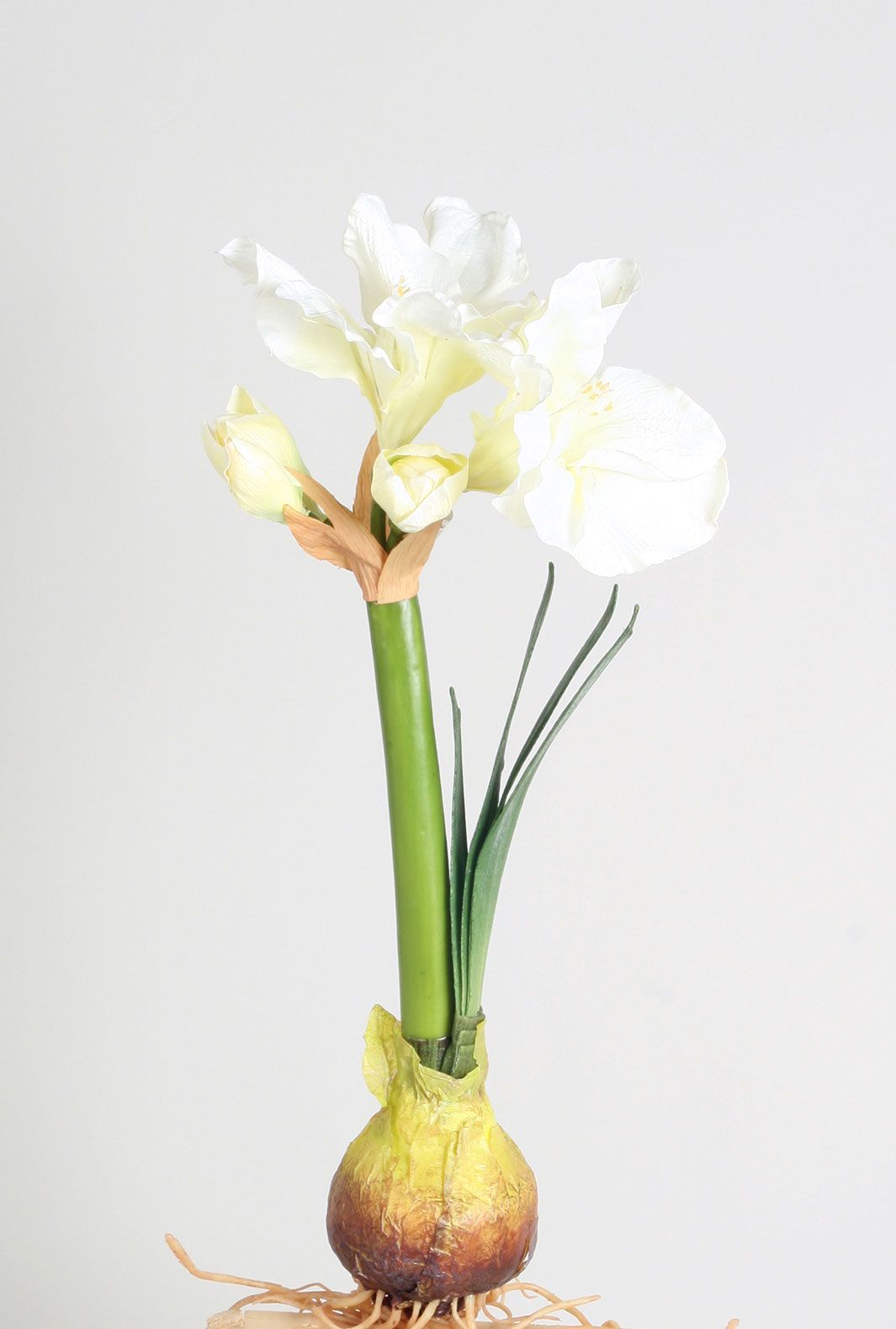 amaryllis