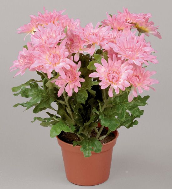 Chrysanthemum