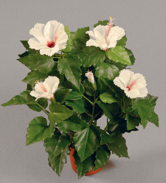 Hibiscus