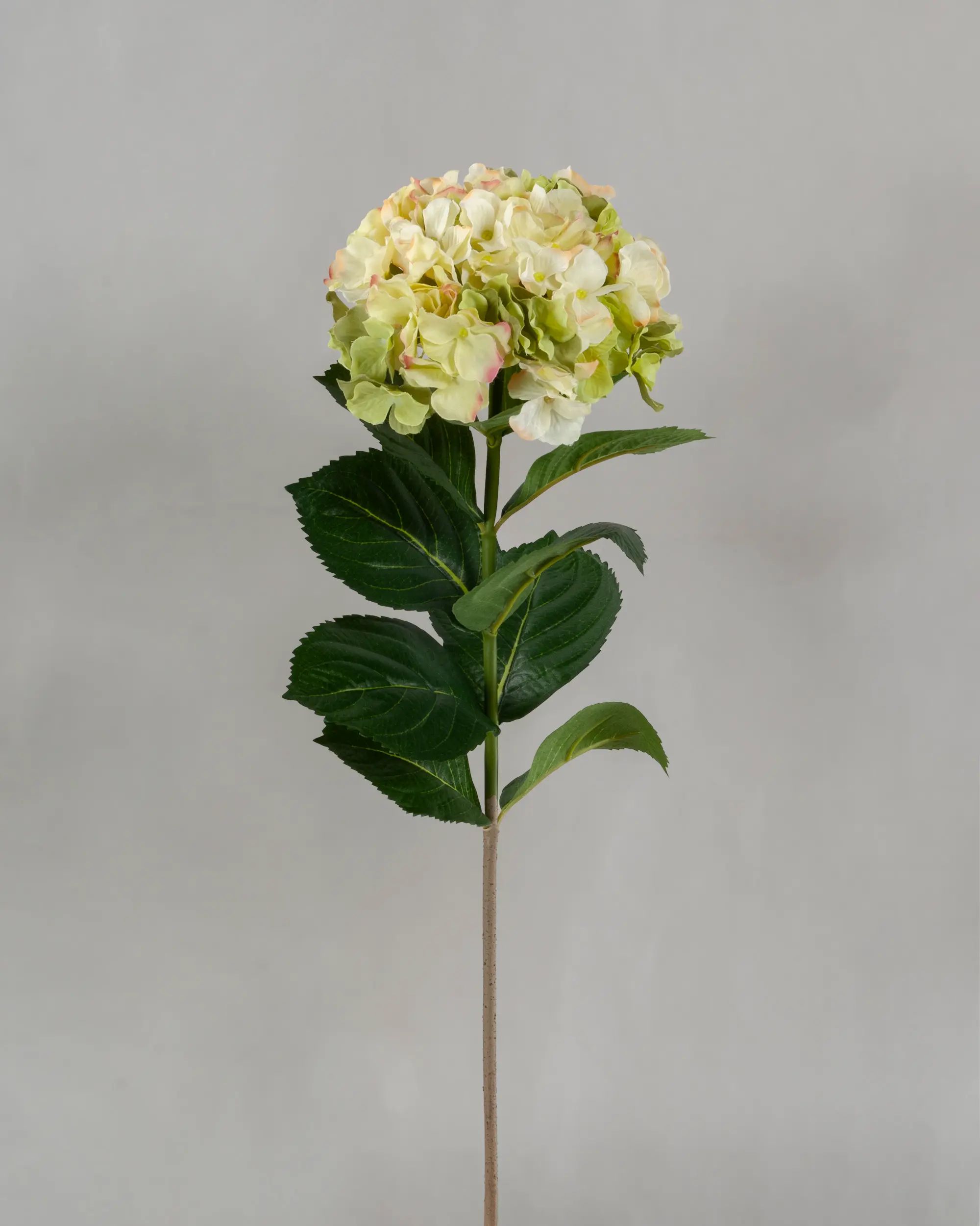 Hydrangea