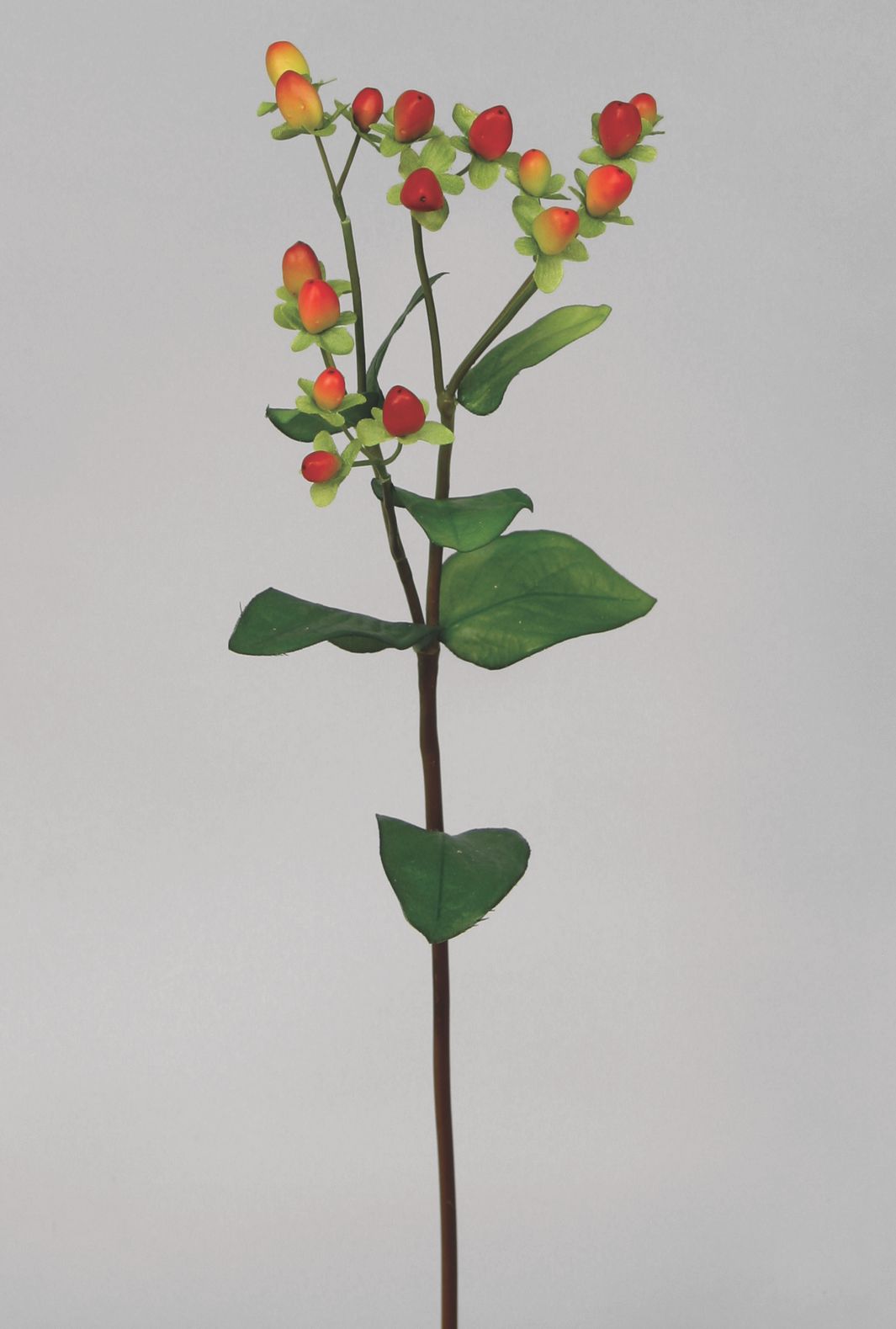 hypericum 