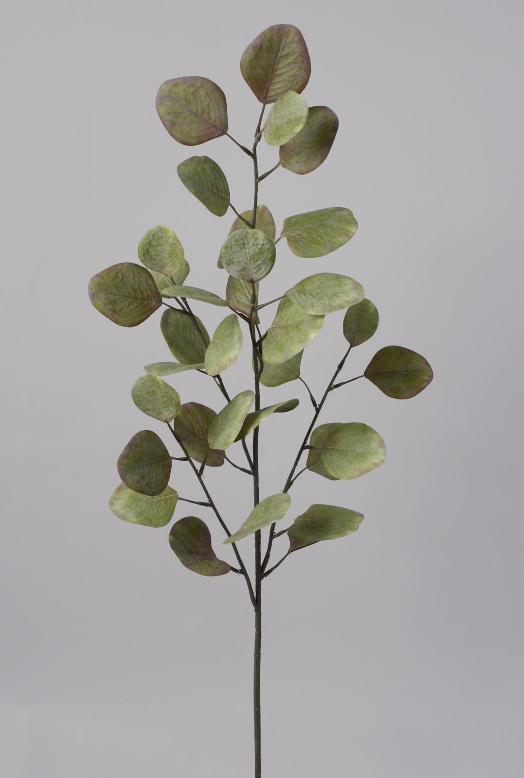 Eucalyptus green  