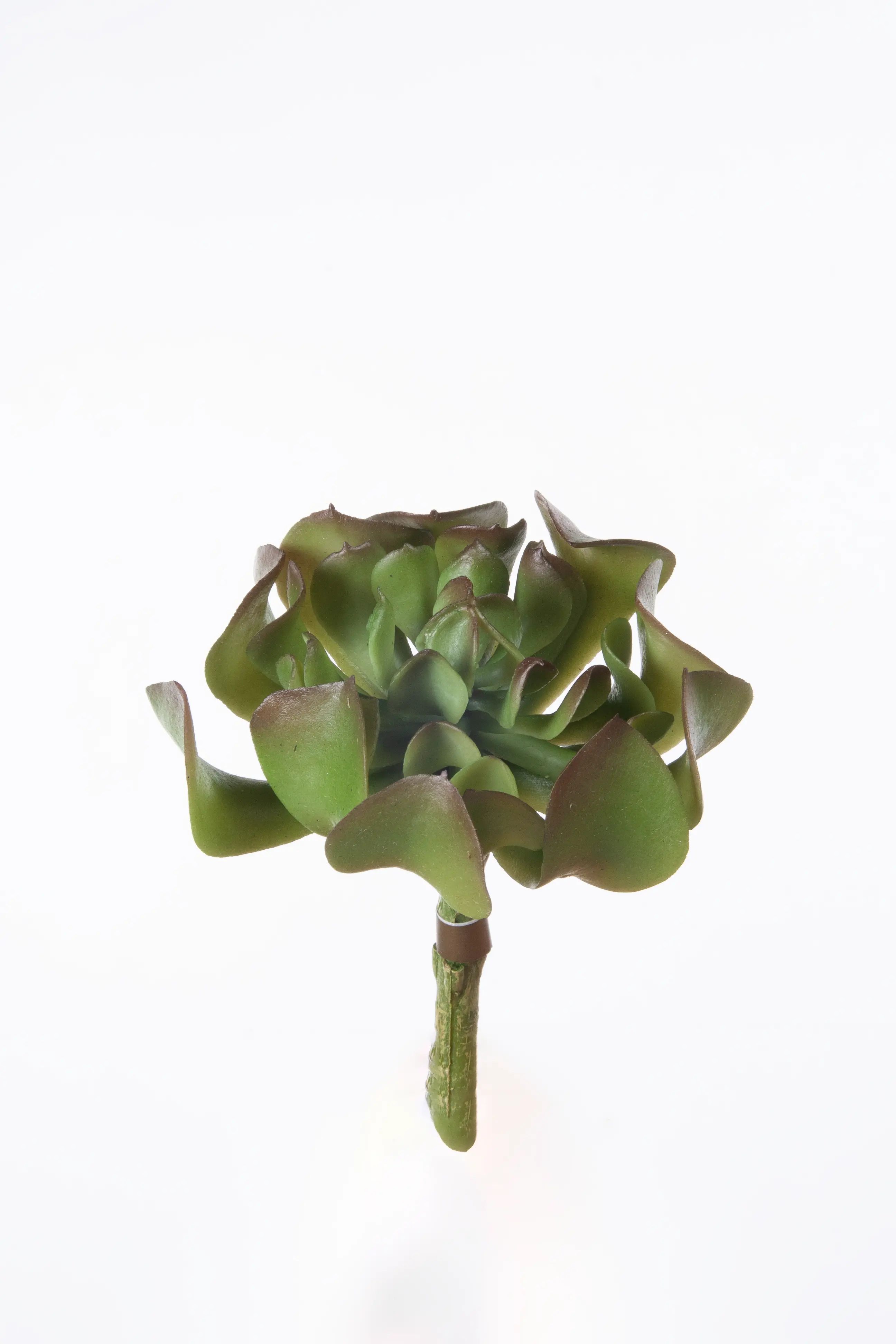 Echeveria succulent 