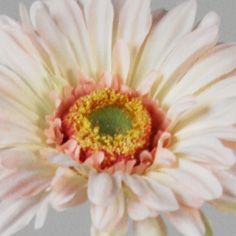 Gerbera