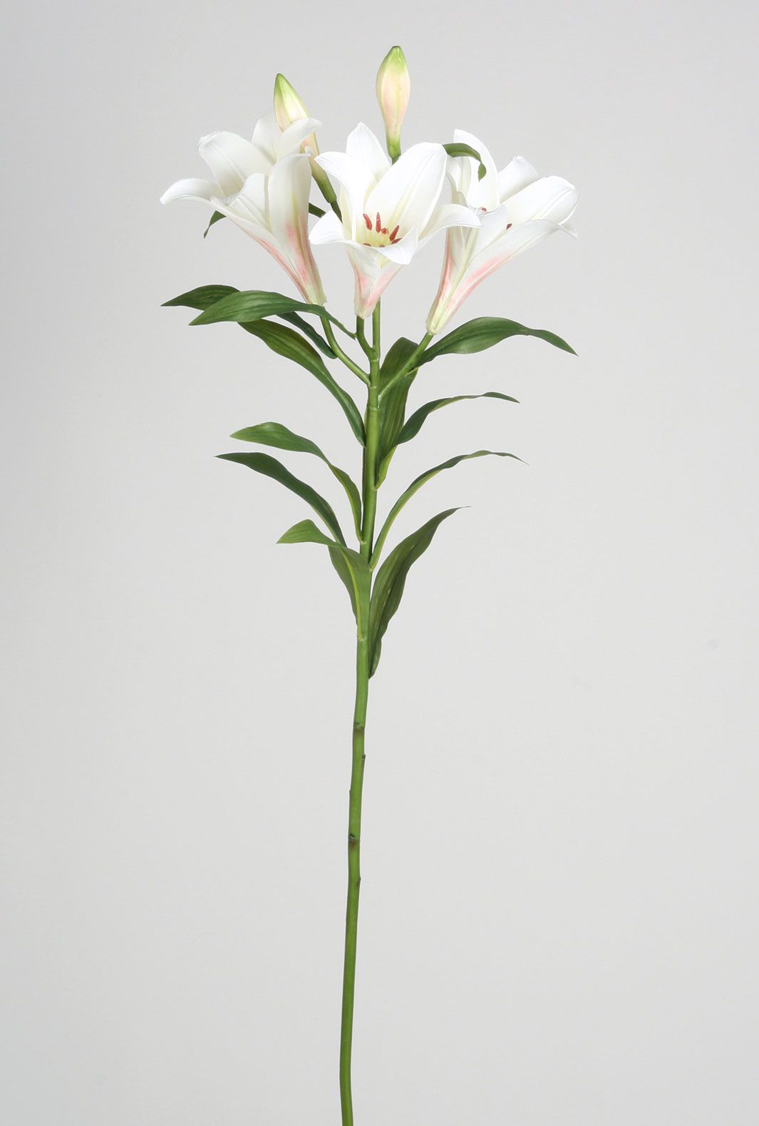 lily cream 