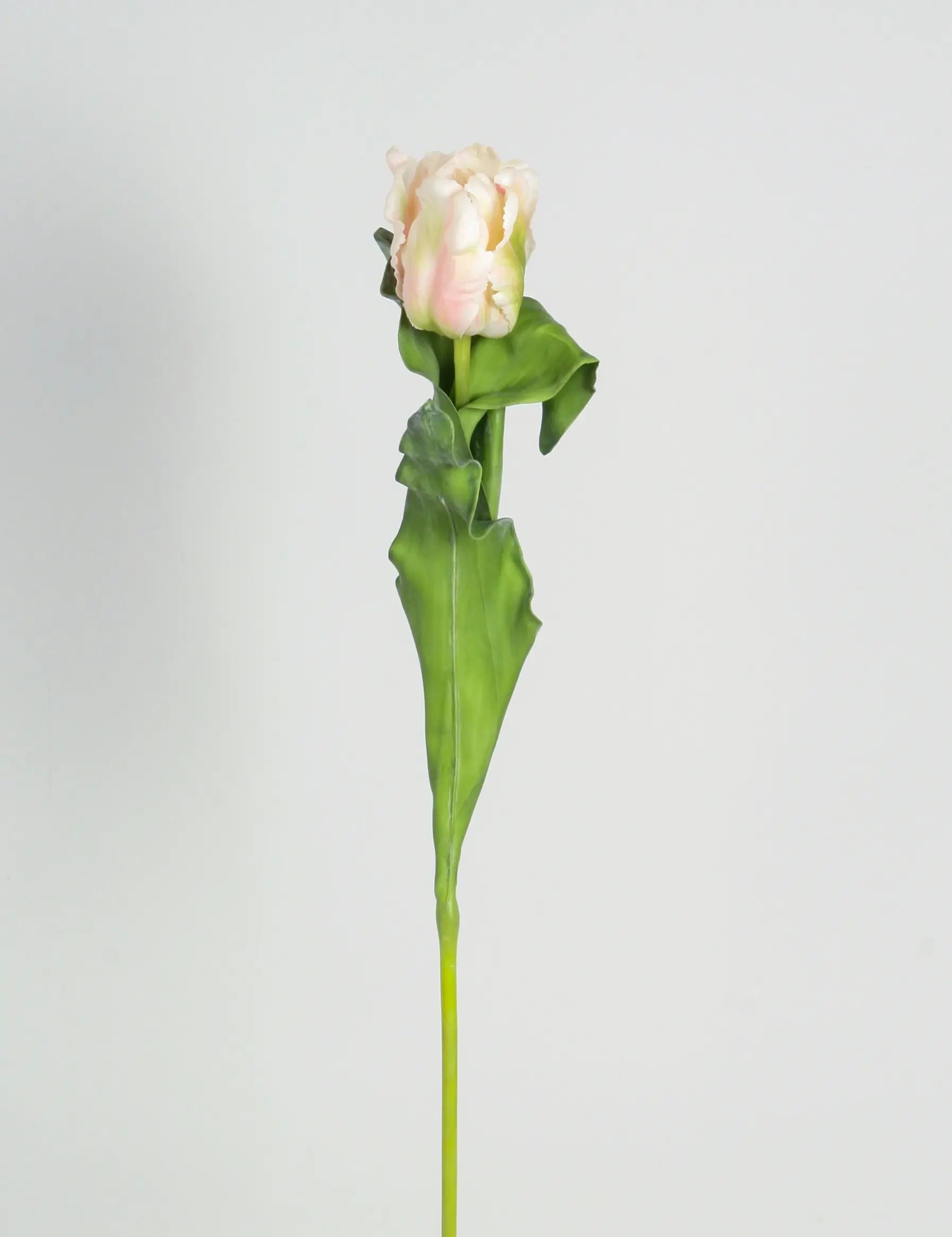 Tulip