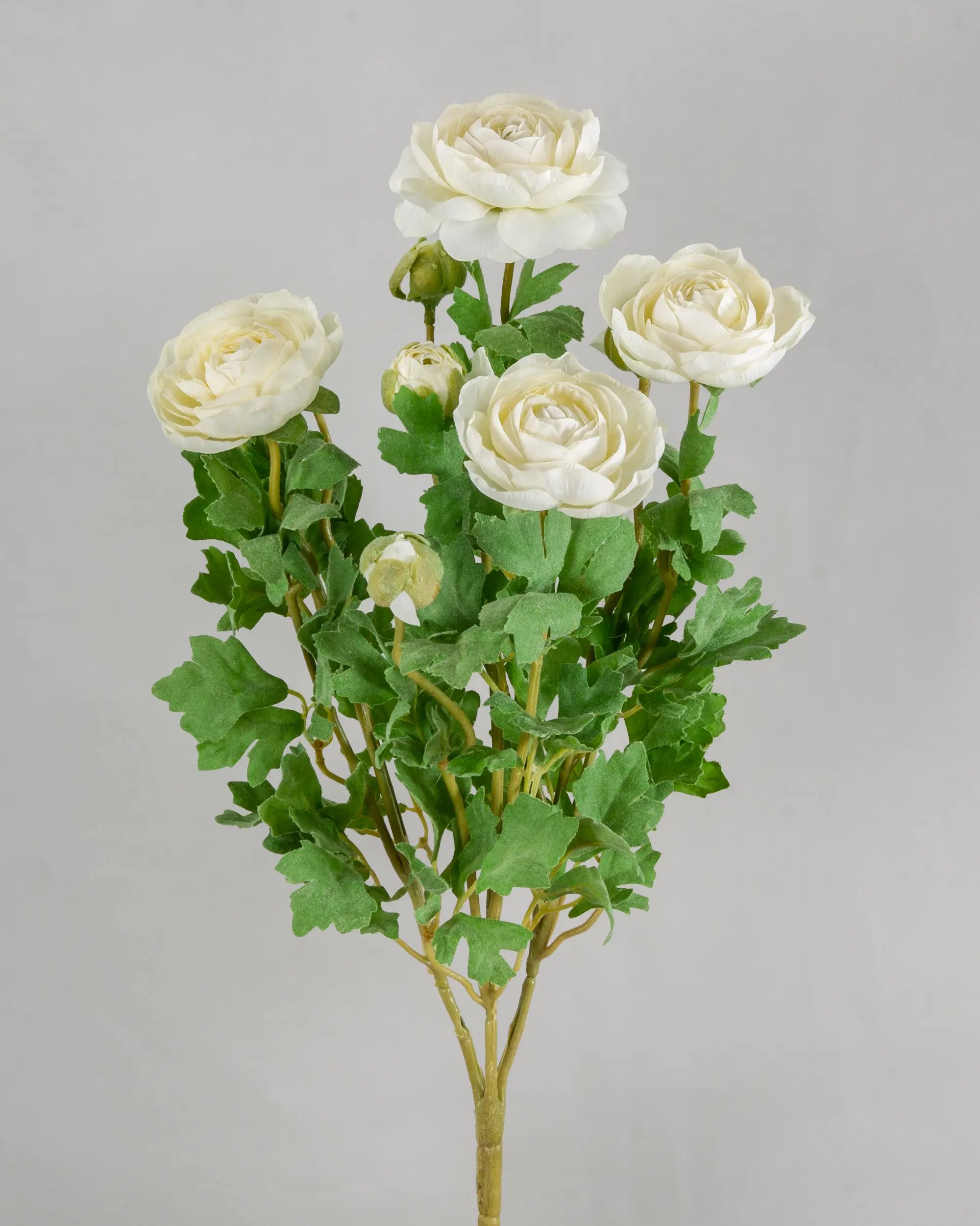 Ranunculus bush