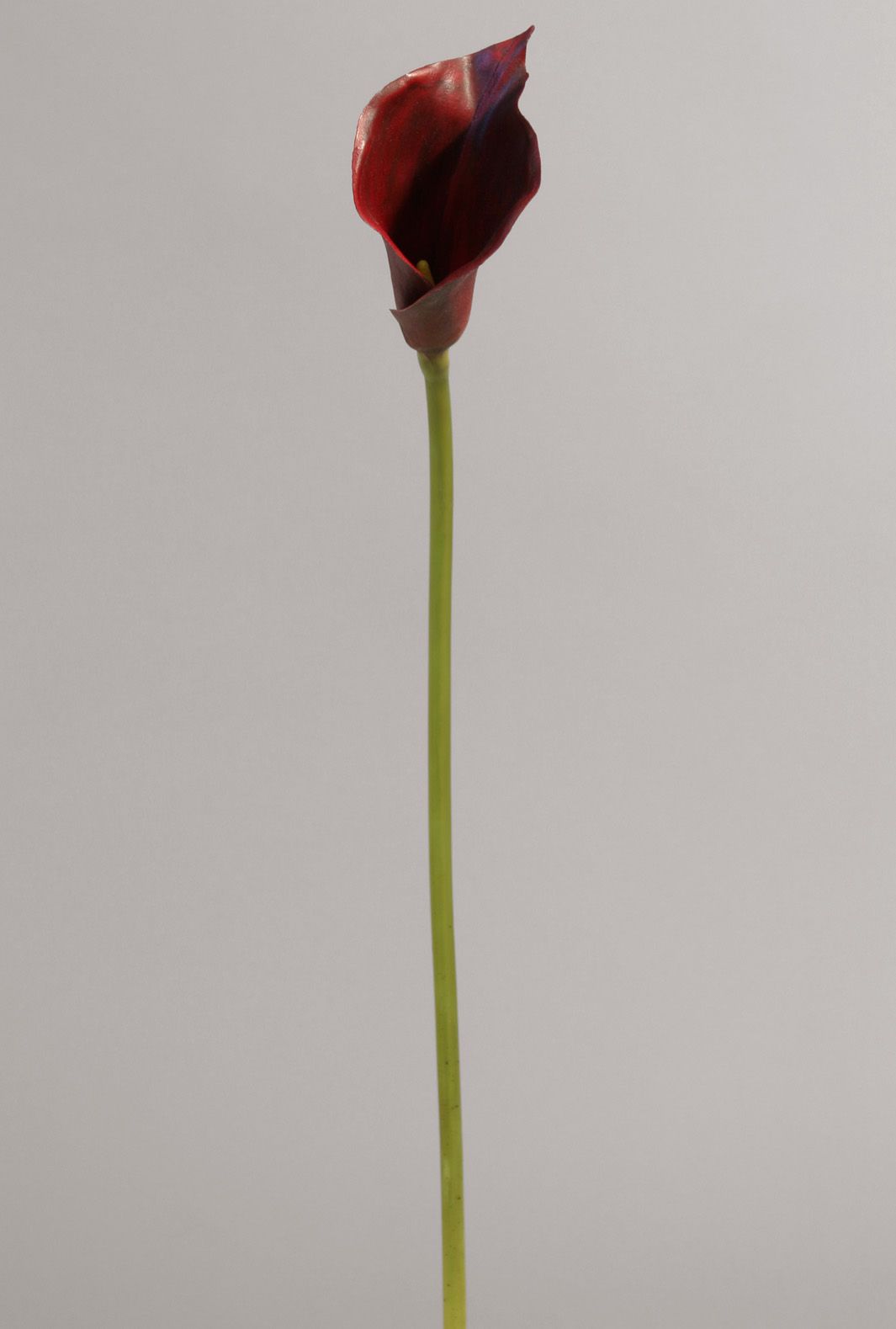 Calla