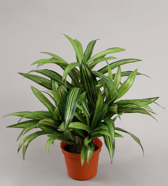 Dracaena 