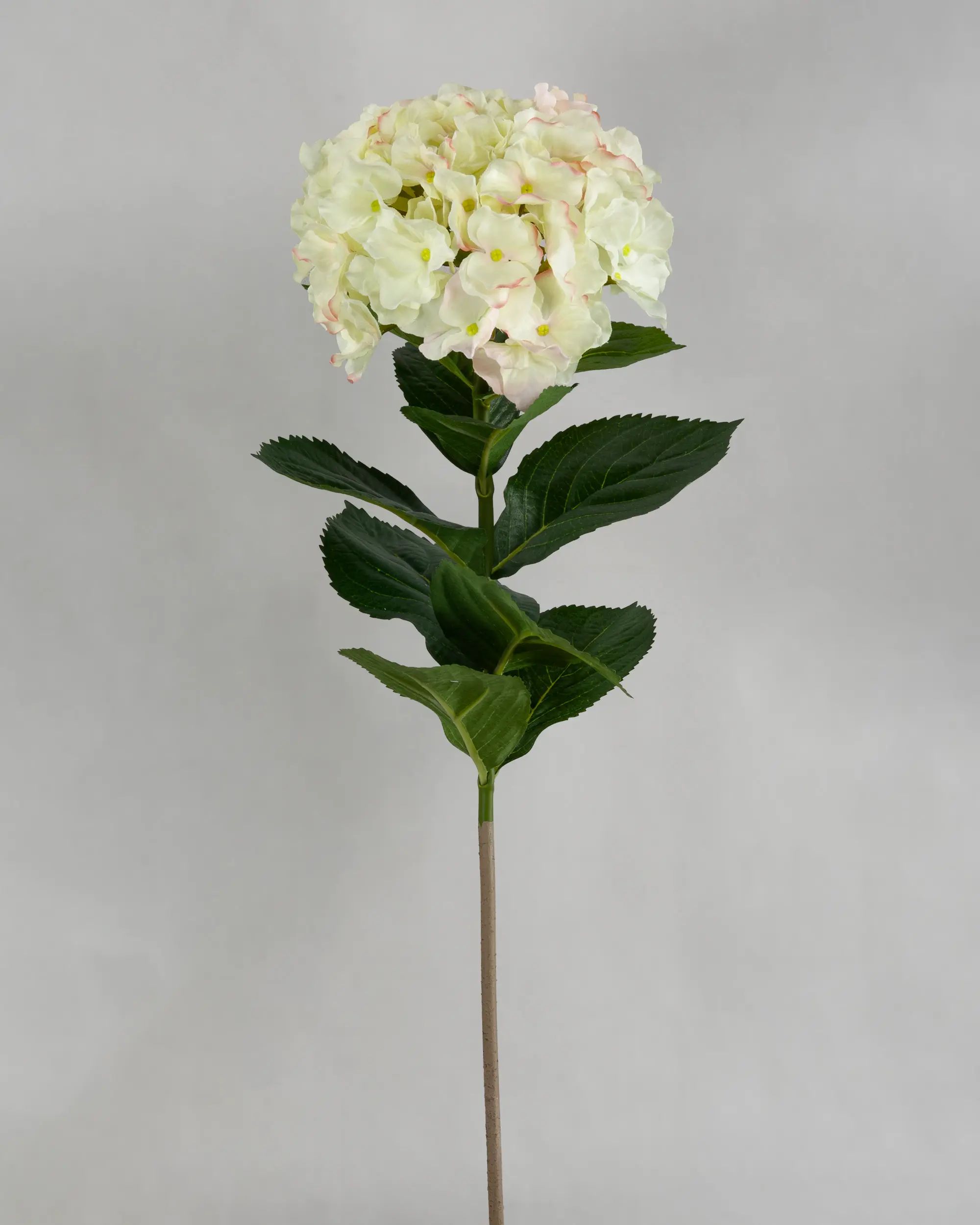 Hydrangea