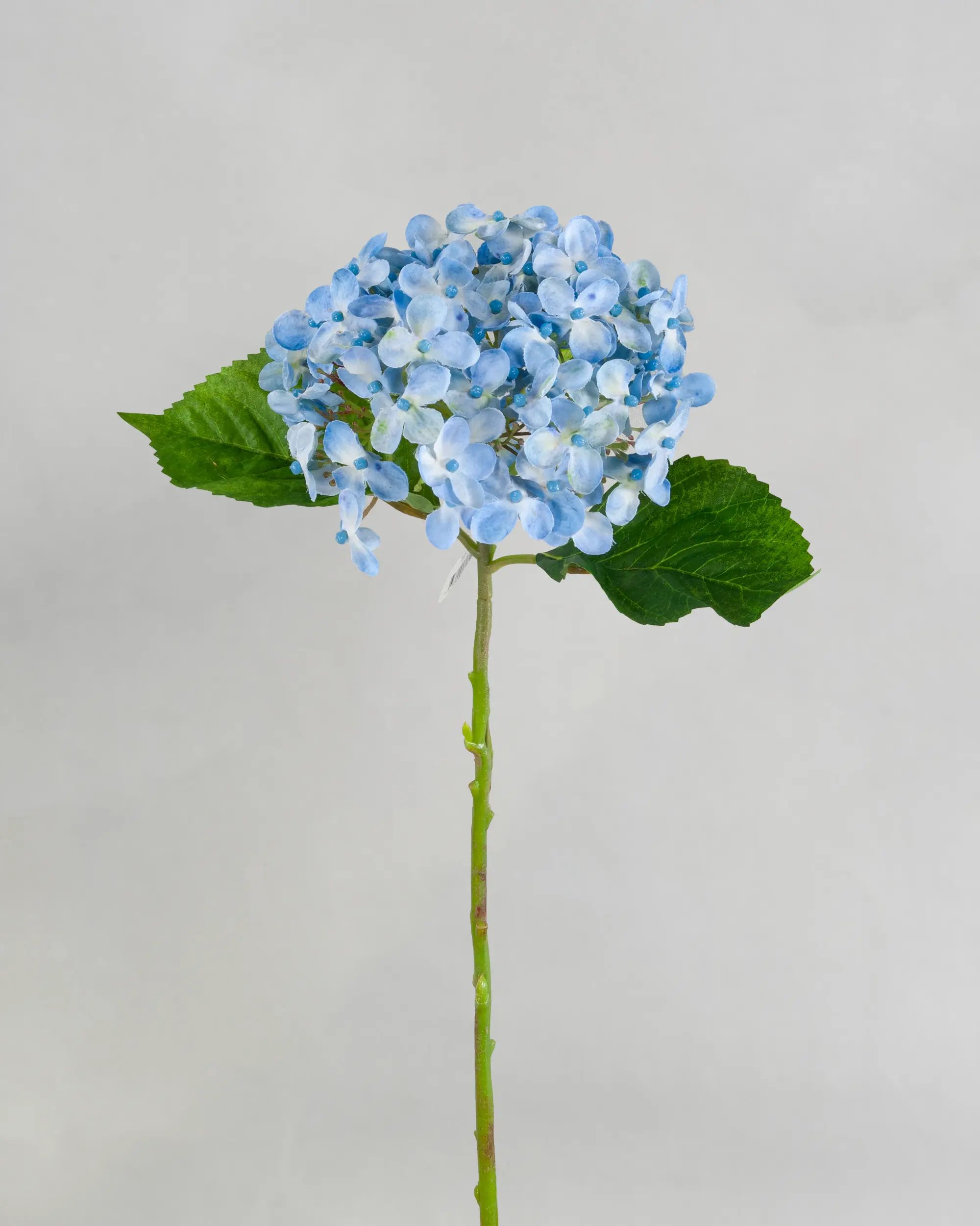 hydrangea spray