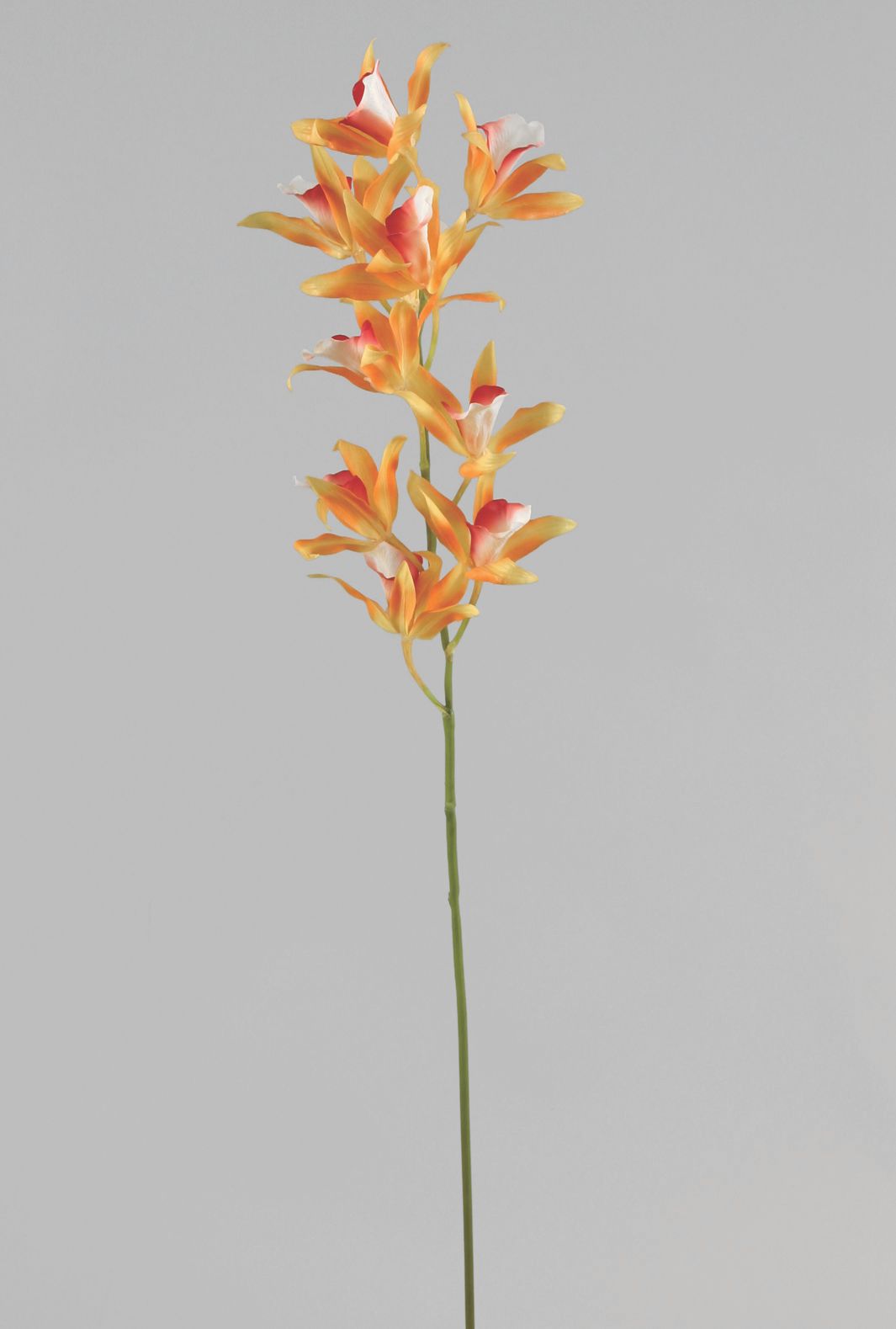 Orchid hybrid 