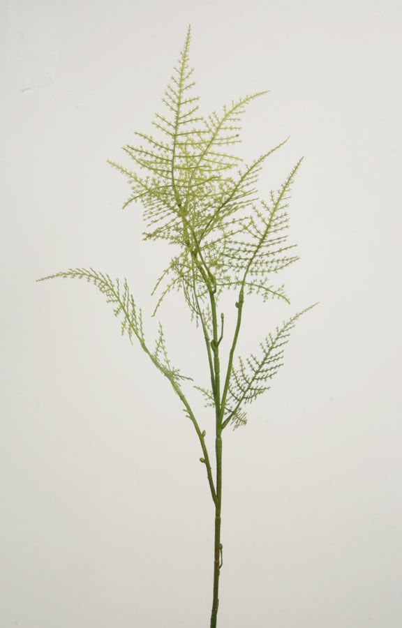 Asparagus 