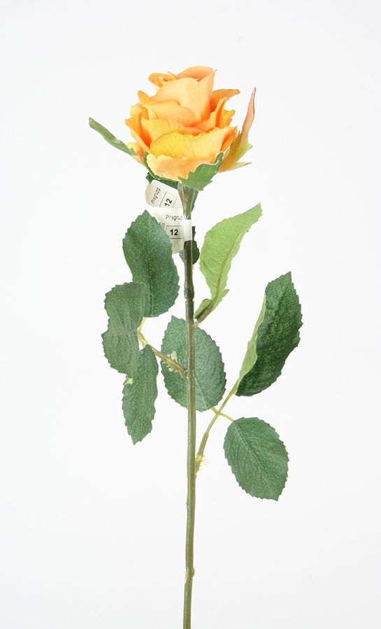 rose yellow 