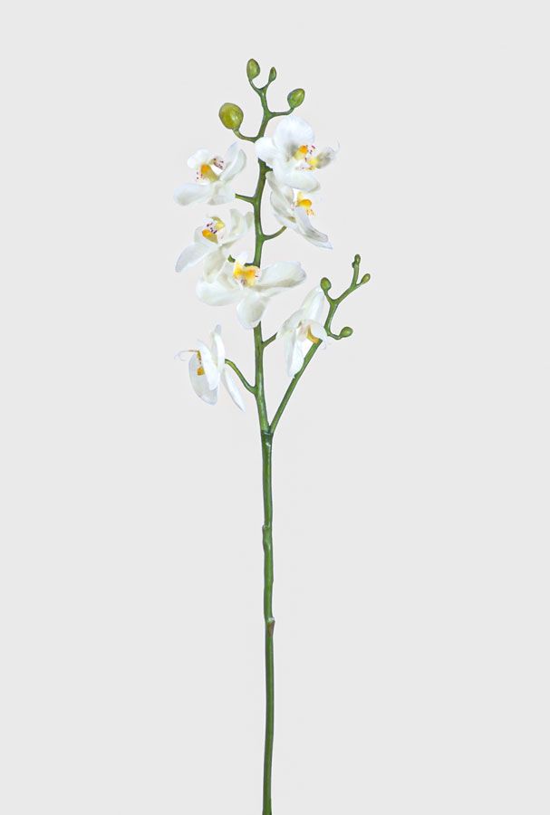 phalaenopsis 