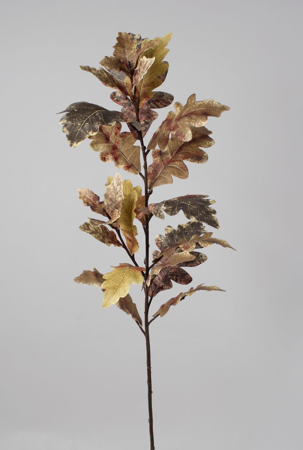 Oak Leaf