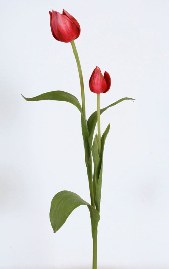 Tulip