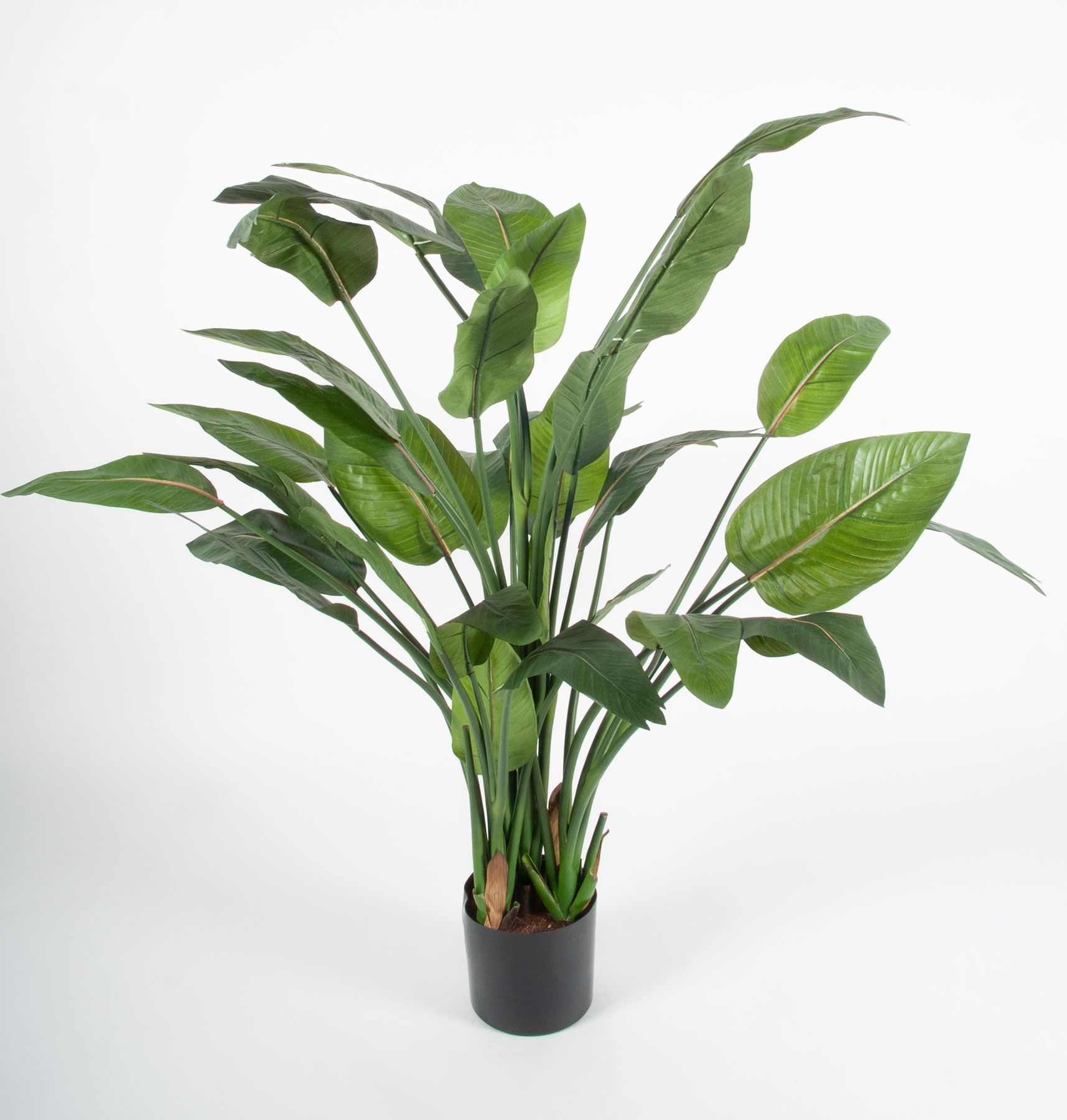 strelitzia 