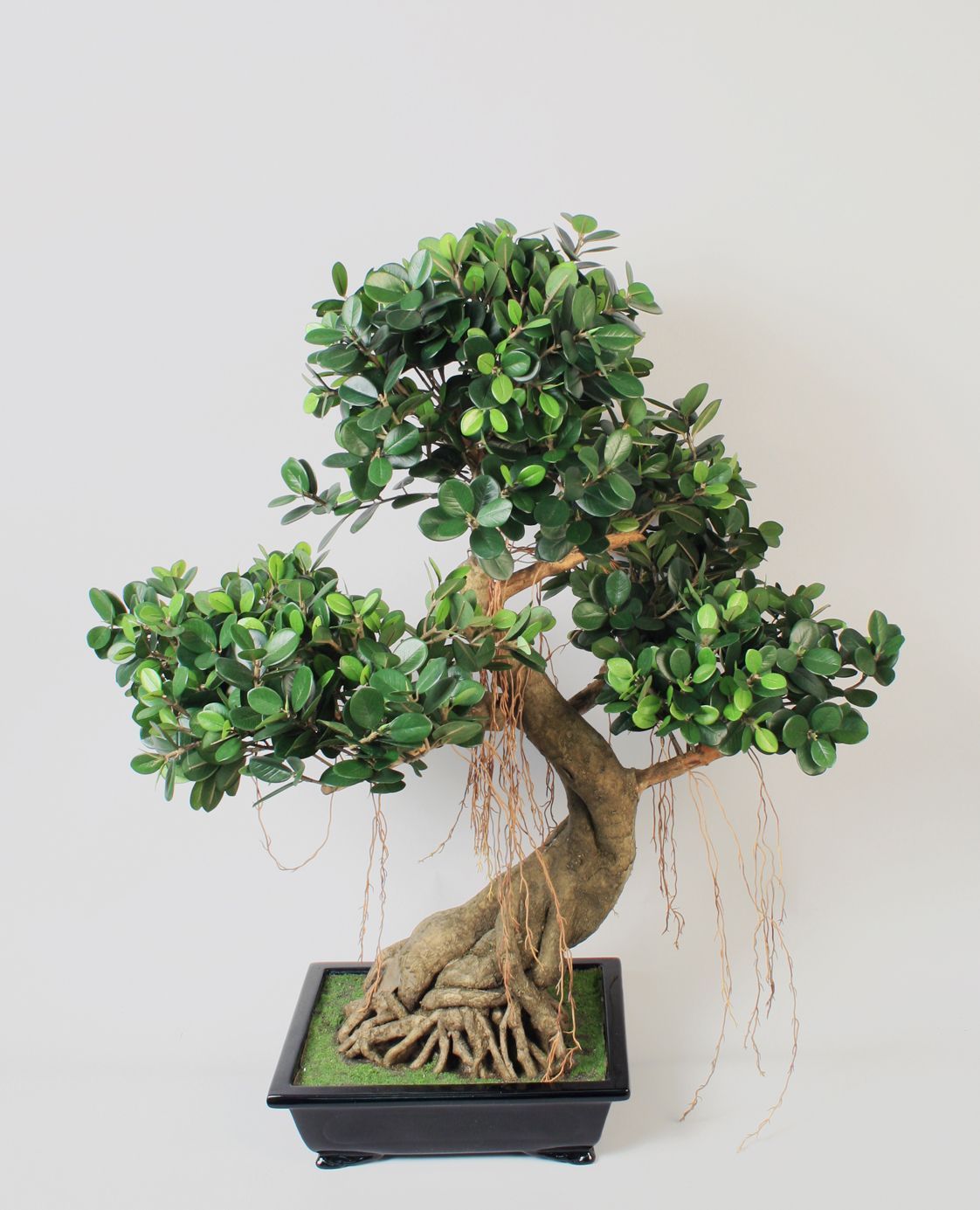 bonsai panda 