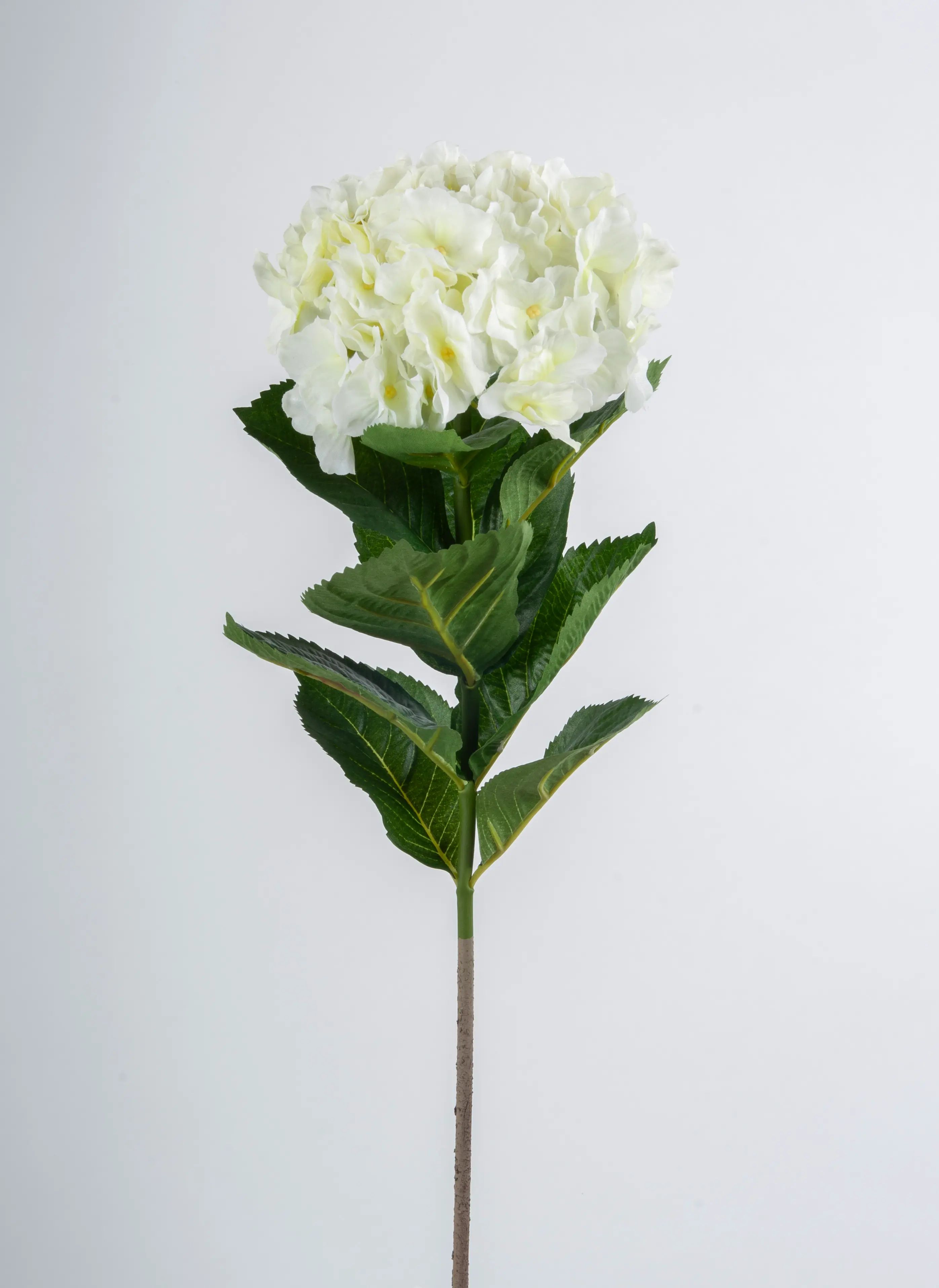 Hydrangea