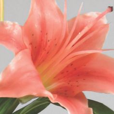 Lily