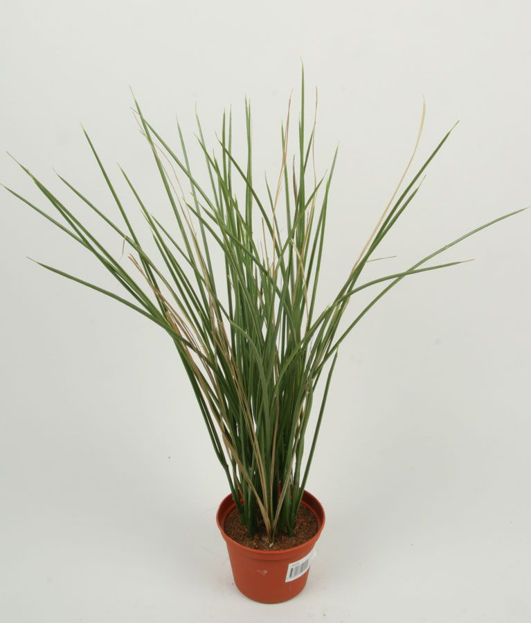 Grass