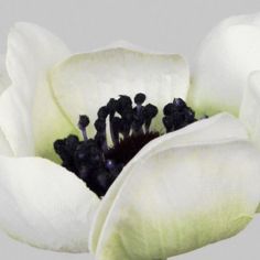 Anemone