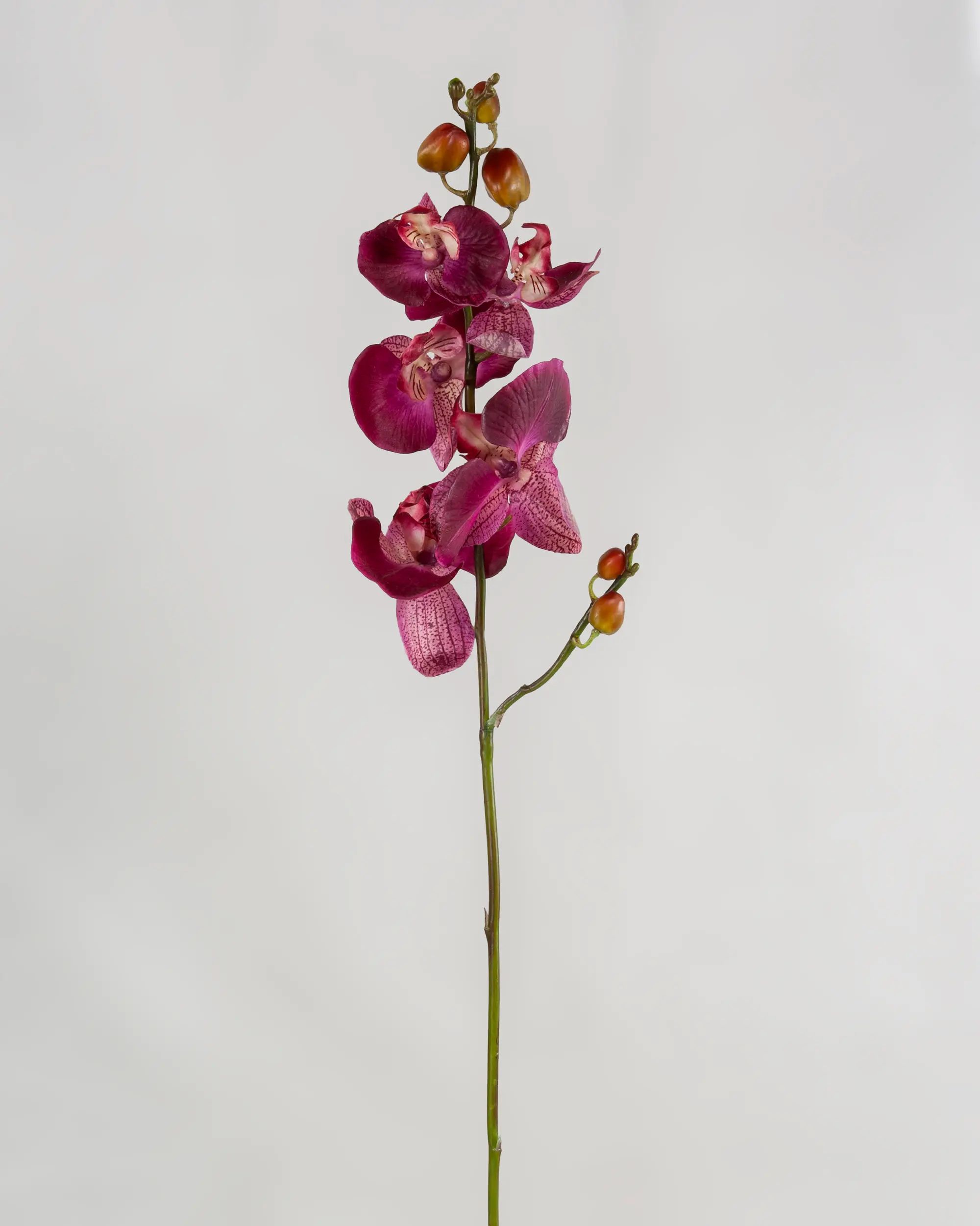 Orchid