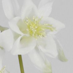 columbine