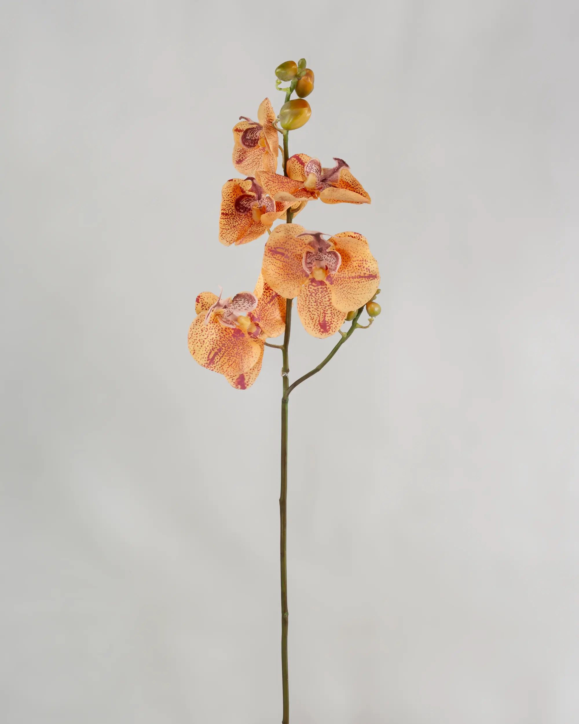 Orchid