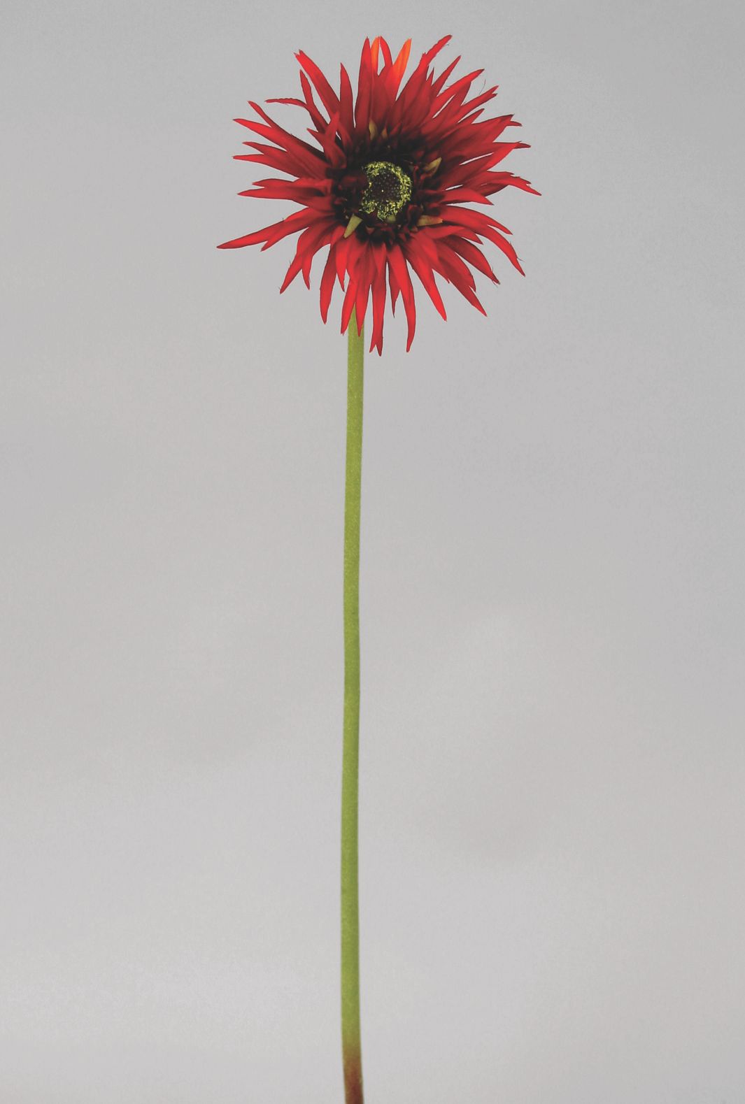 gerbera