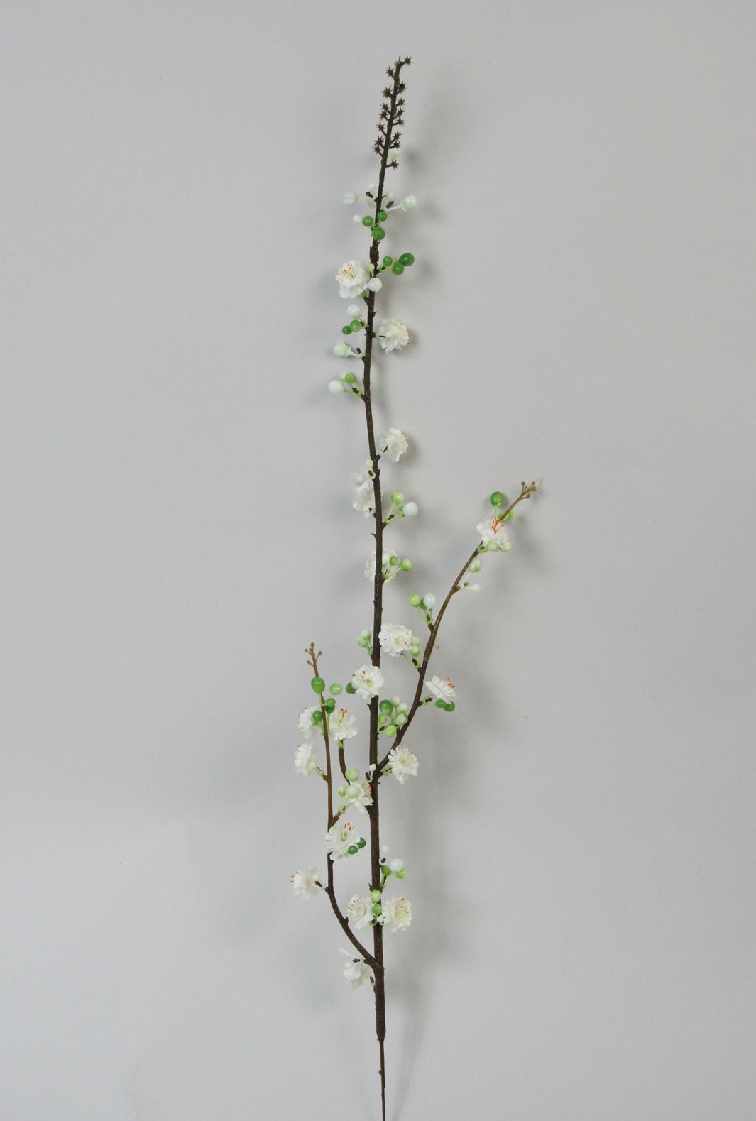 Prunus