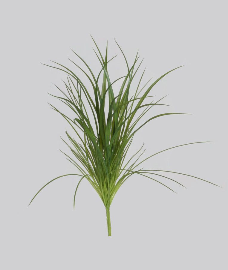 grass bush 