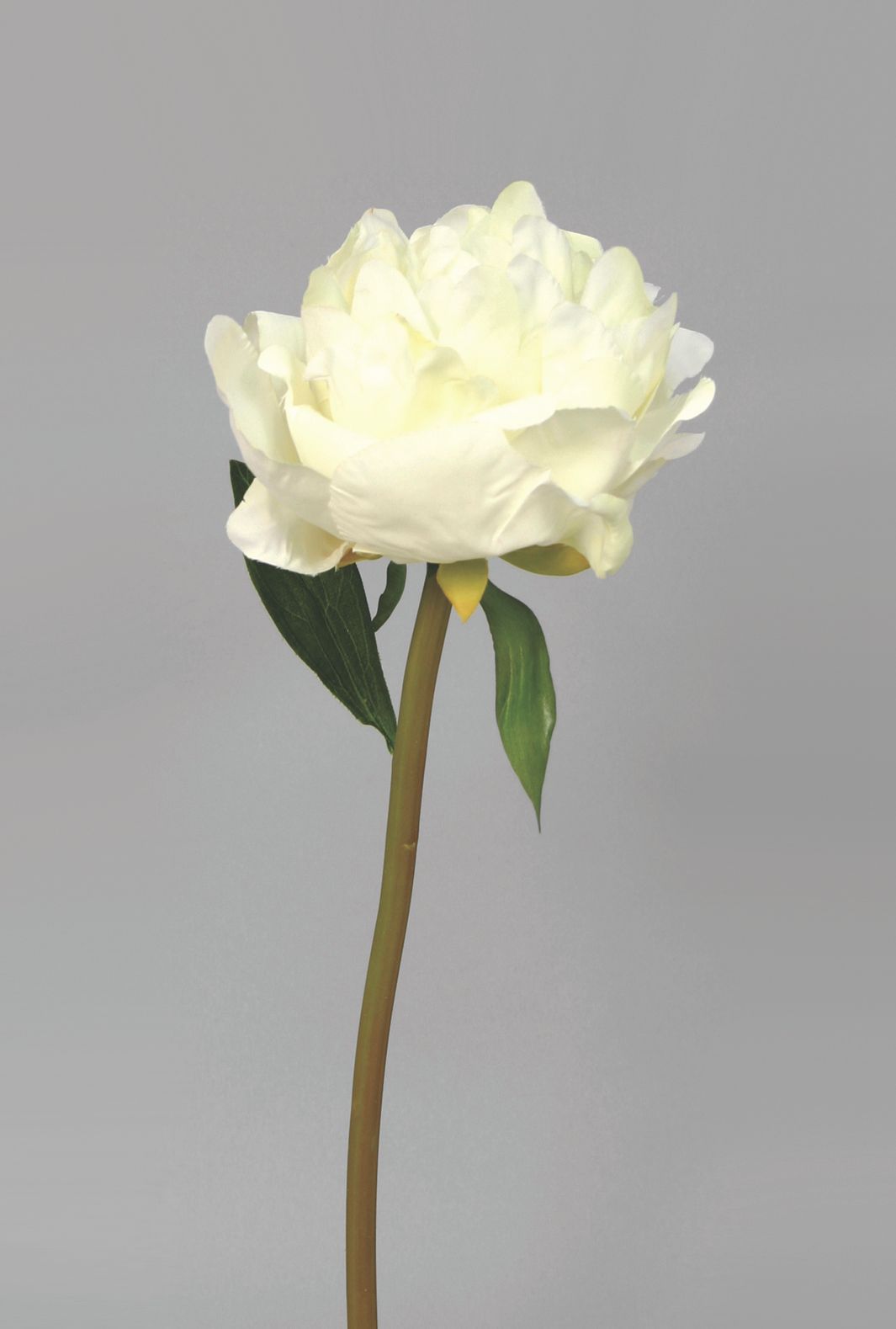 Peony spray