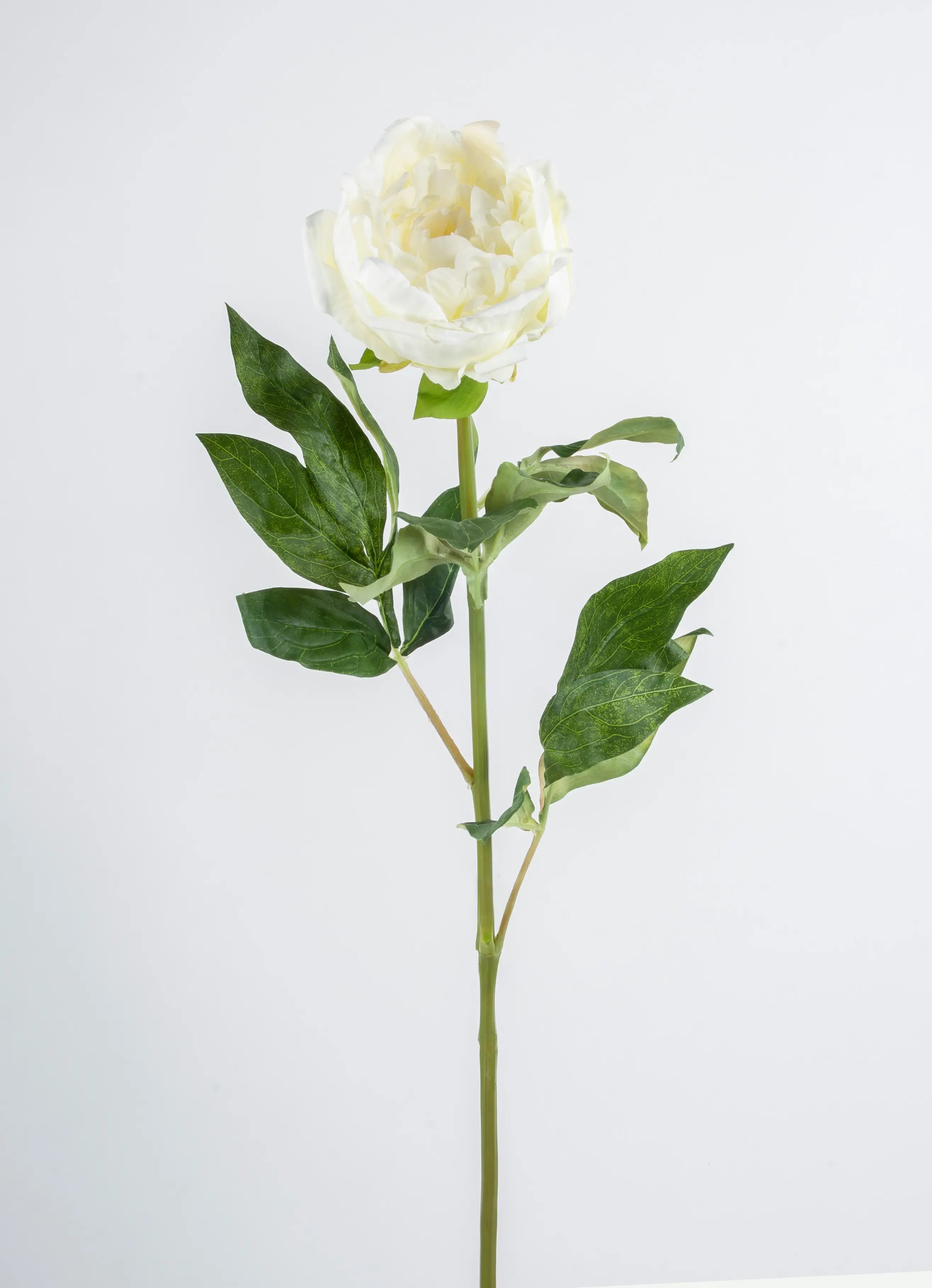 Peony
