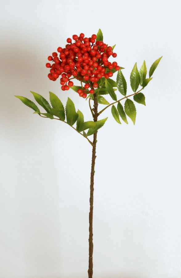 rowan berry 