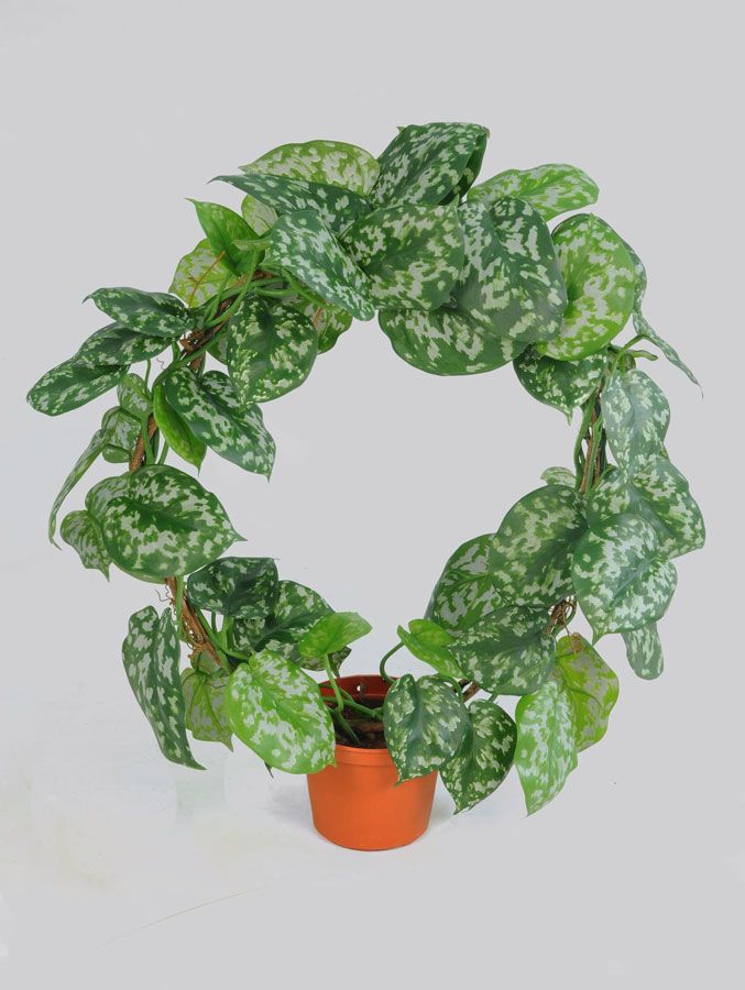 scindapsus 