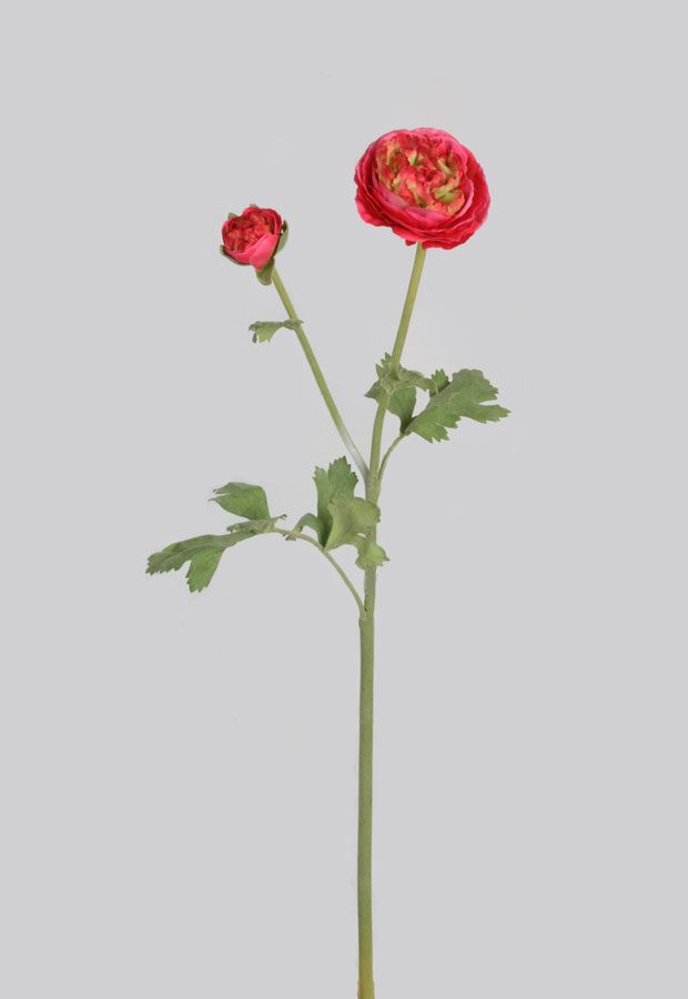 ranunculus