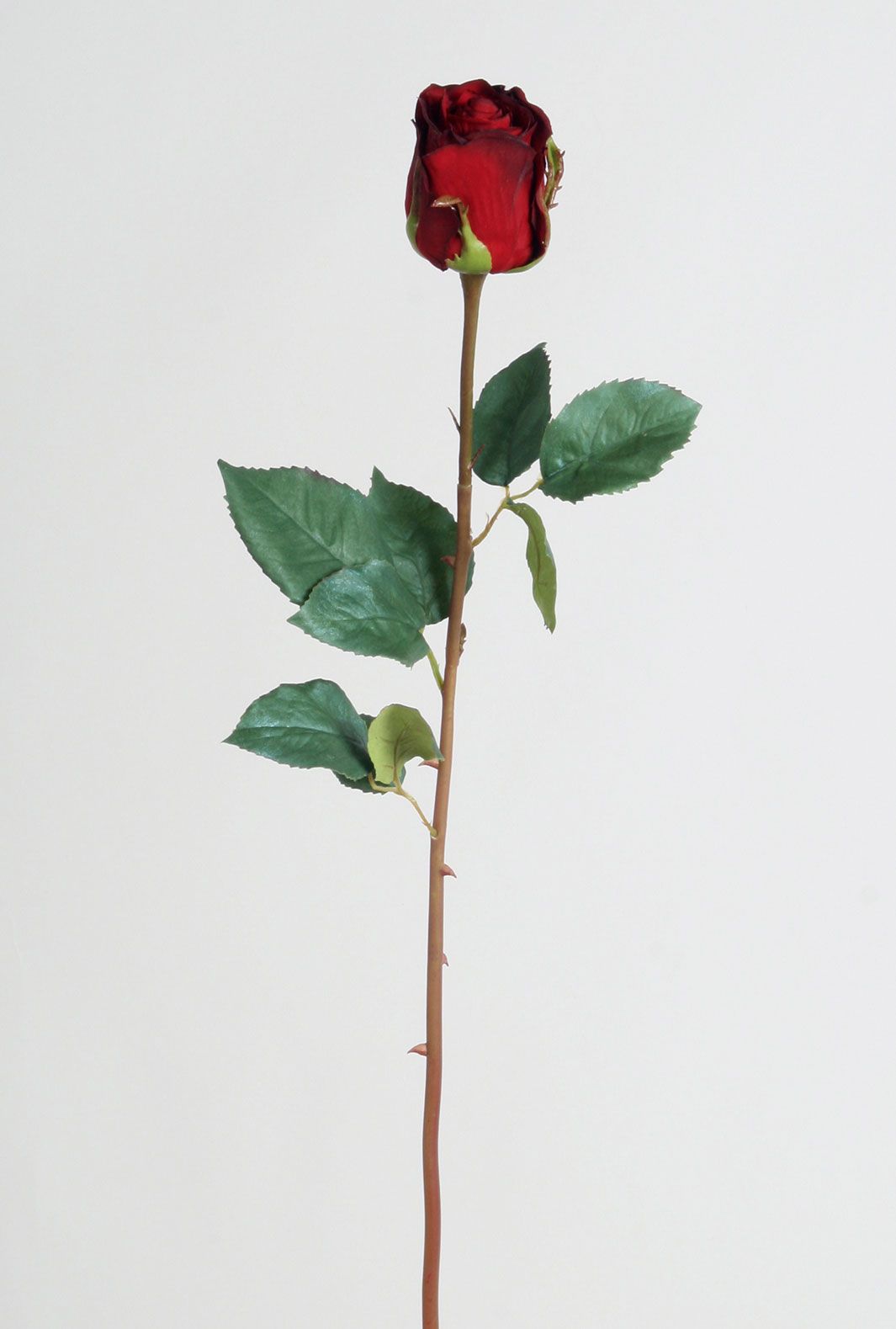Rose dutchess
