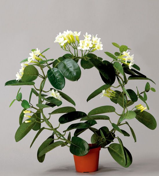 stephanopsis 