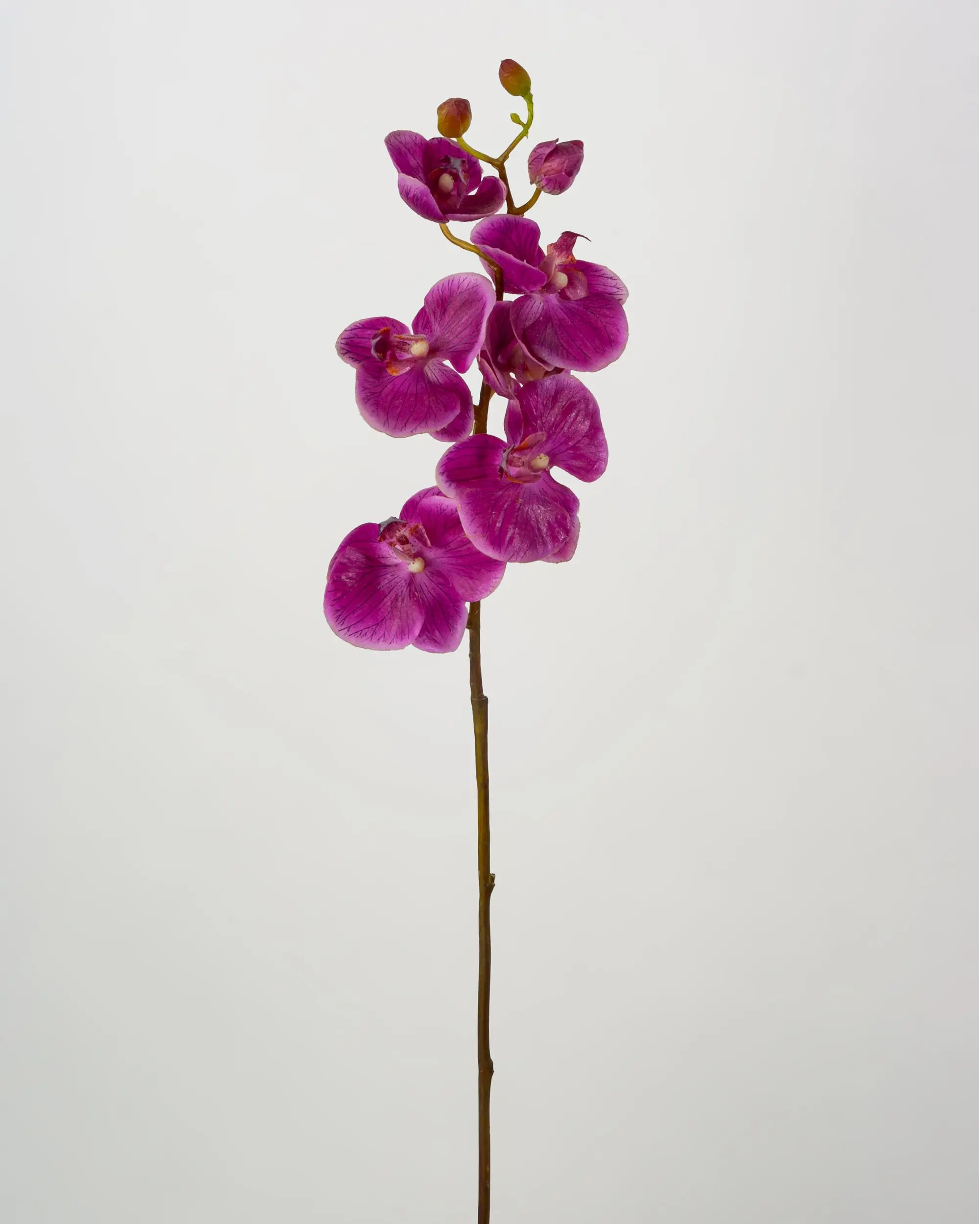 Orchid