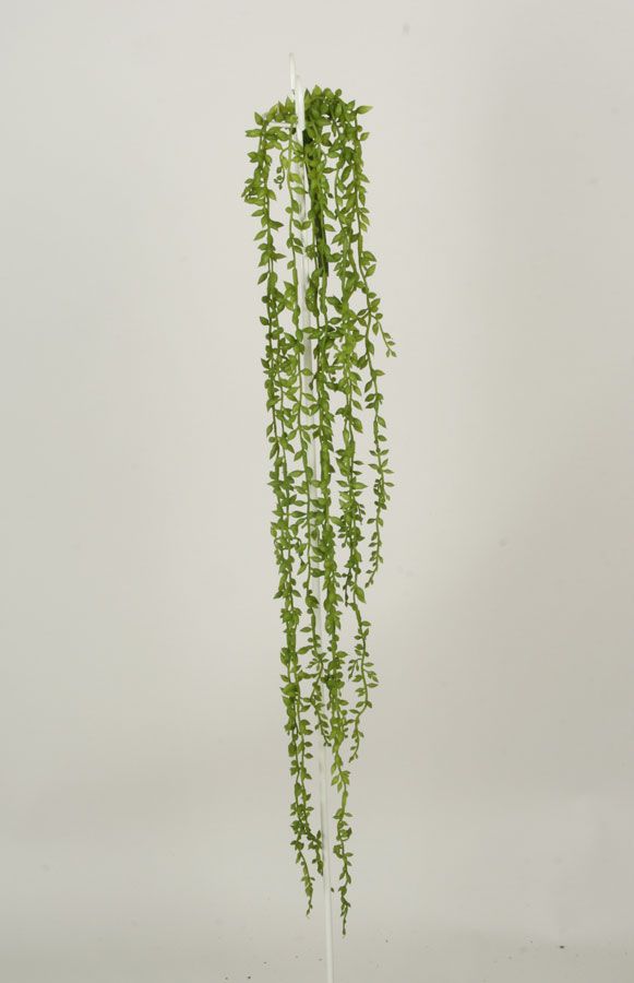sedum 