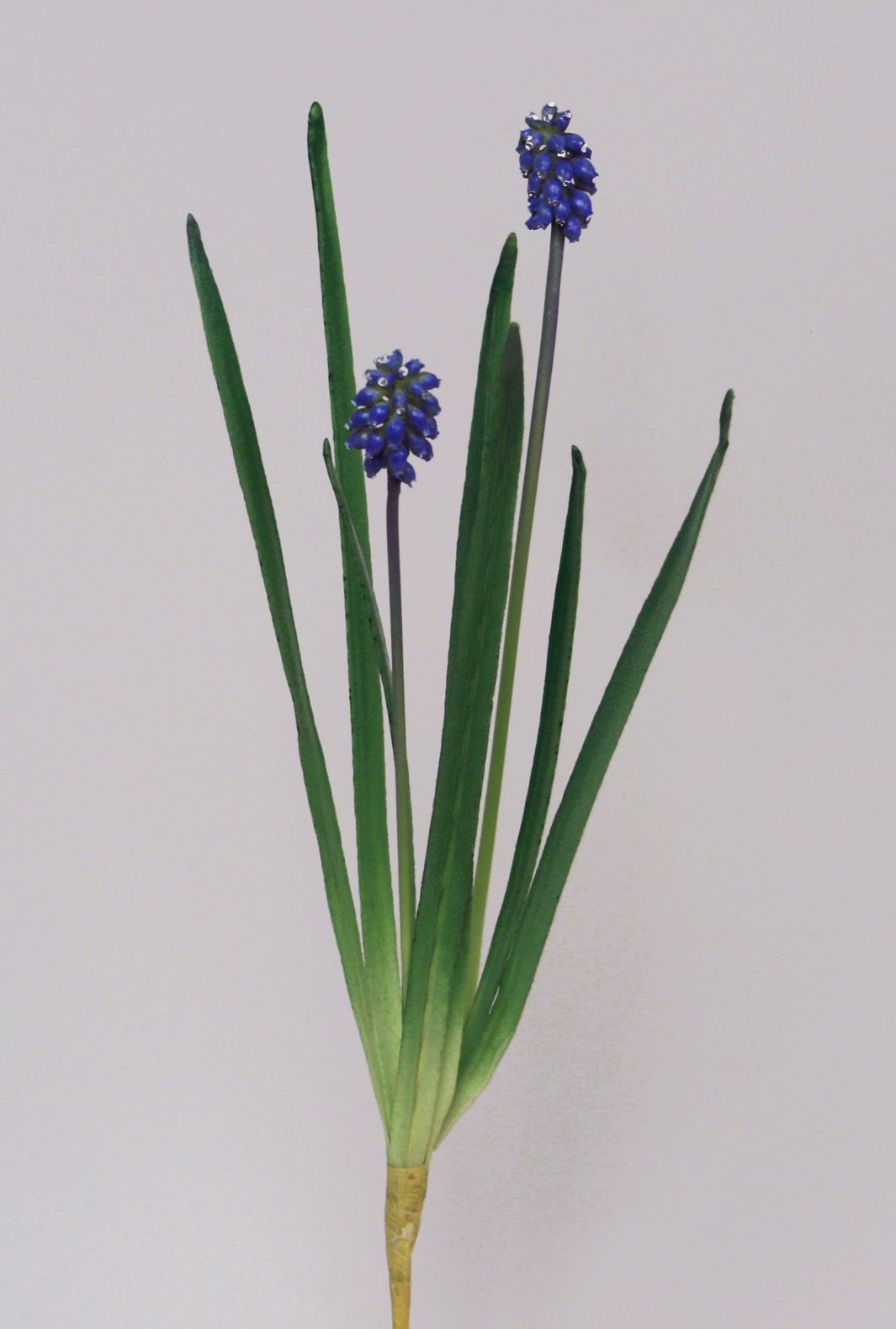 muscari  blue 