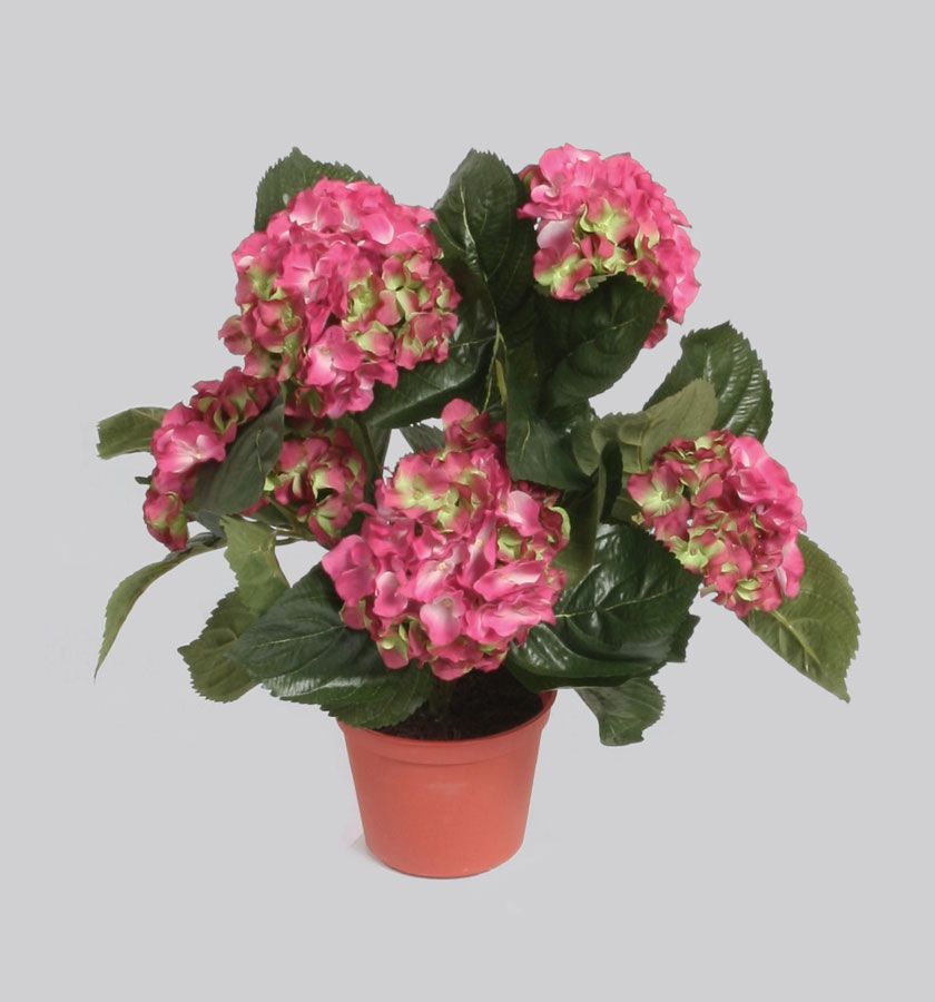 Hydrangea