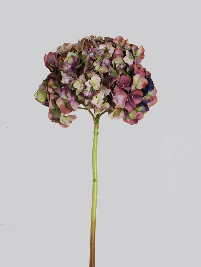 hydrangea large flower