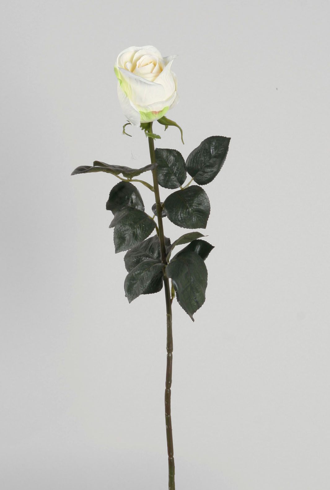 rose cream green 